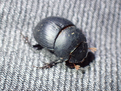 Metacatharsius