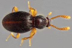 Brachycepsis