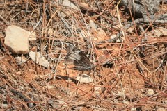 Hipparchia syriaca