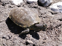 Trachemys decorata
