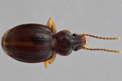 Trechus hydropicus canus