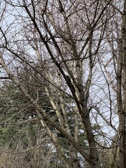 Sciurus carolinensis