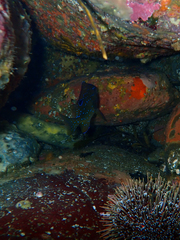 Parma alboscapularis