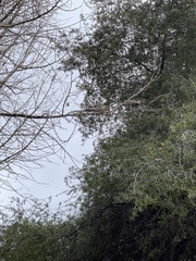 Sciurus carolinensis