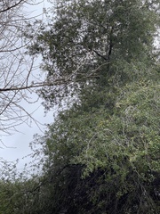 Sciurus carolinensis