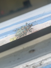 Coleoptera