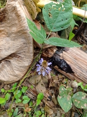Calopogonium mucunoides