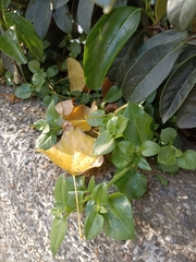 Mesembryanthemum cordifolium