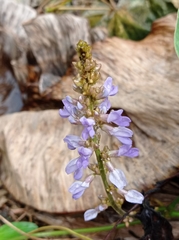 Calopogonium mucunoides