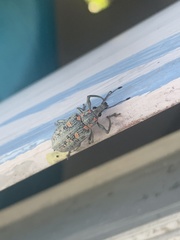 Coleoptera