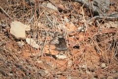 Hipparchia syriaca