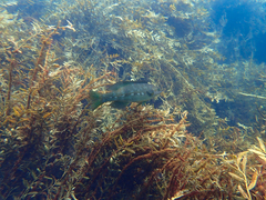 Odax pullus