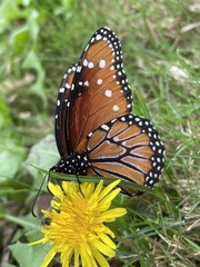 Danaus gilippus