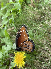 Danaus gilippus