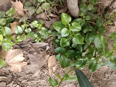 Mesembryanthemum cordifolium
