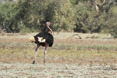 Struthio camelus camelus