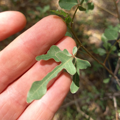 Jacaratia corumbensis