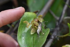 Pleurothallis matudana