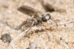 Stichopogon elegantulus