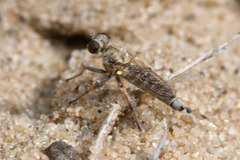 Stichopogon elegantulus