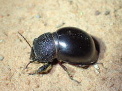 Ocnodes