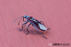 Anochrostomus formosus