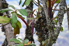 Epidendrum coryophorum
