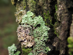 Physcia atrostriata