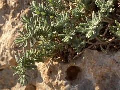 Teucrium dunense