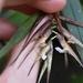Elleanthus lancifolius - Photo 由 arethusa 所上傳的 (c) arethusa，保留部份權利CC BY-NC