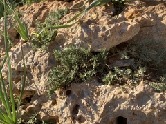 Teucrium dunense