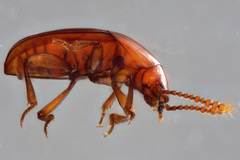 Catopocerus