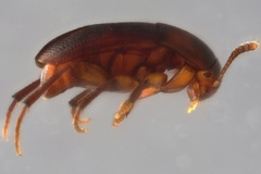 Ptomaphagus