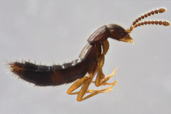Ocyustiba appalachiana