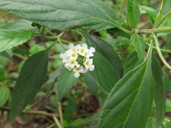 Lantana canescens