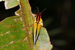 Semiotus intermedius