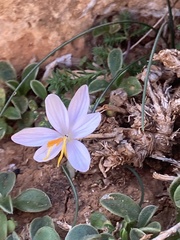 Crocus cambessedesii