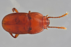 Catopocerus