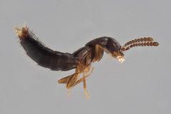 Ocyustiba appalachiana