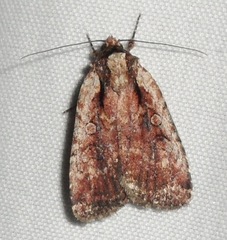 Eueretagrotis sigmoides