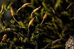 Racomitrium sudeticum