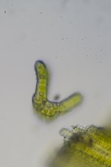 Racomitrium sudeticum