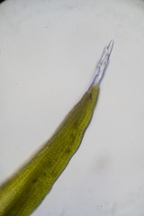 Racomitrium sudeticum