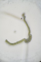 Racomitrium sudeticum