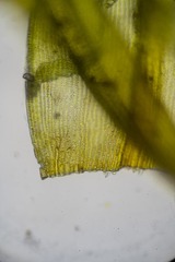 Racomitrium sudeticum