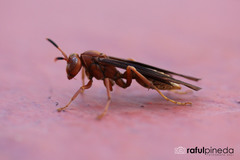 Polistes mexicanus