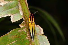 Semiotus intermedius