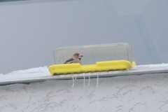 Coccothraustes coccothraustes