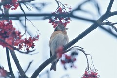 Fringilla montifringilla