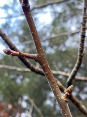 Karpatiosorbus latifolia
